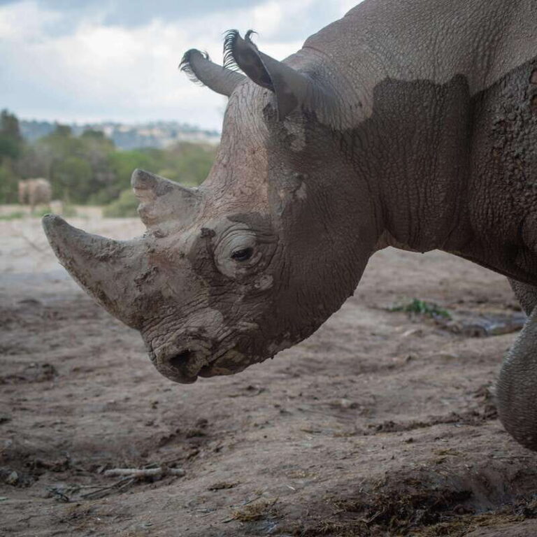 Africam Safari Conservation Park - The Itinerary: What to Expect
