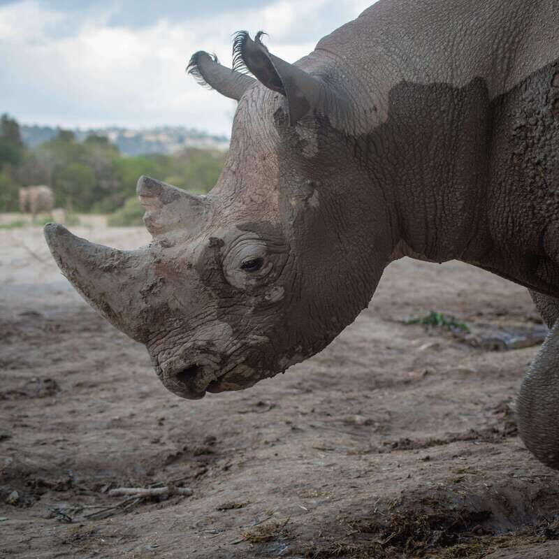 Africam Safari Conservation Park - The Itinerary: What to Expect