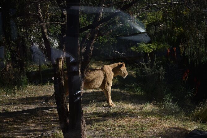Africam safari (private tour) - What Travelers Say