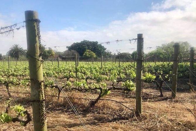 African Story Wine Tours in the Cape Winelands - Itinerary Breakdown and Highlights