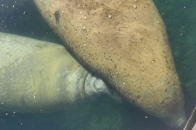 Afternoon Crystal River Ecological Boat Tour - The Sum Up