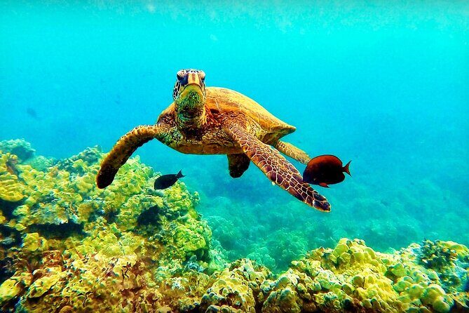 Afternoon Turtle Town Snorkel at Coral Gardens - Breaking Down the Value