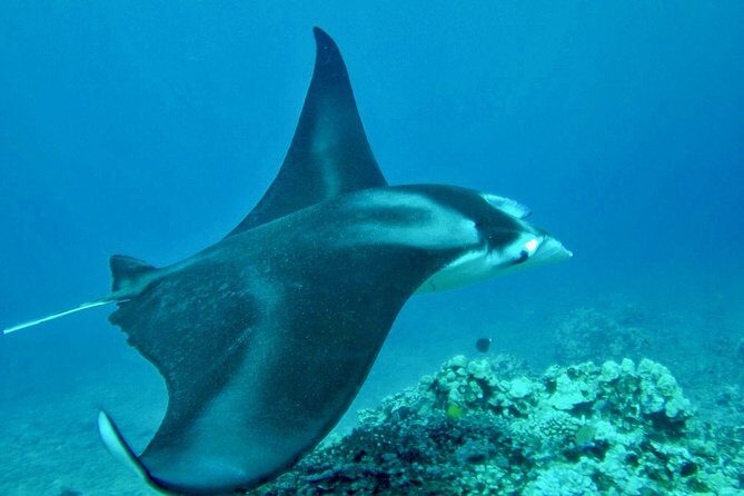 Afternoon West Maui Snorkel from Kaanapali Beach - Who Should Consider This Tour?