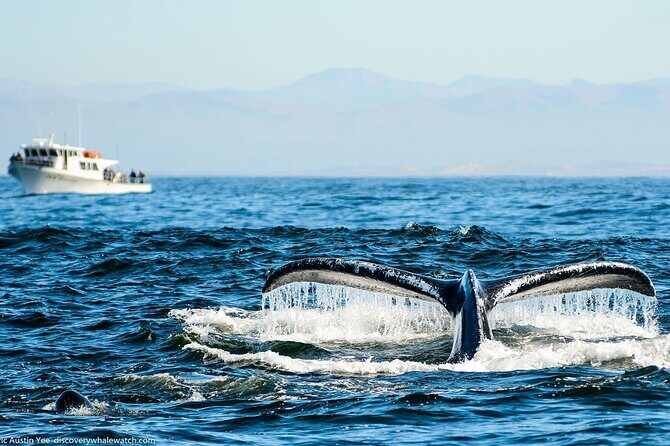 Afternoon Whale Watch - Who Will Love This Tour?