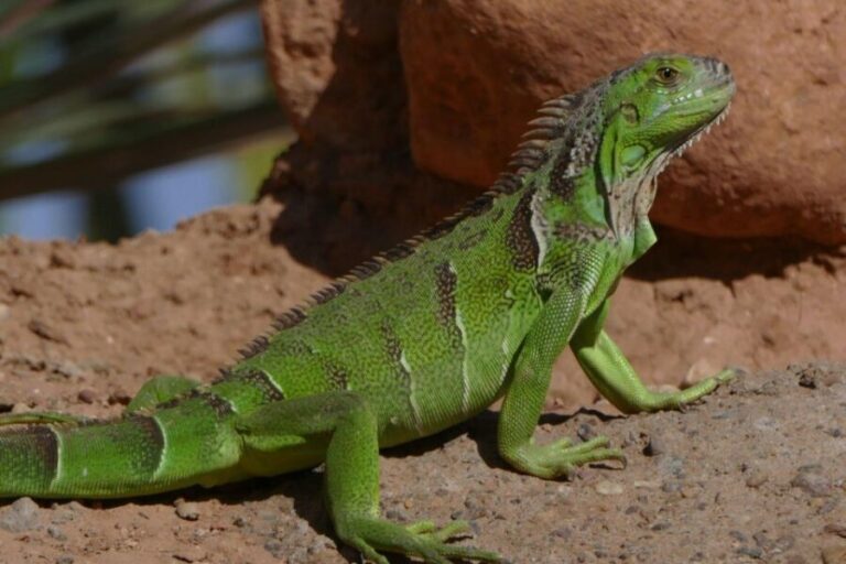 Agadir: Agadir Crocodile Park Adventure - Authentic Insights from Visitors