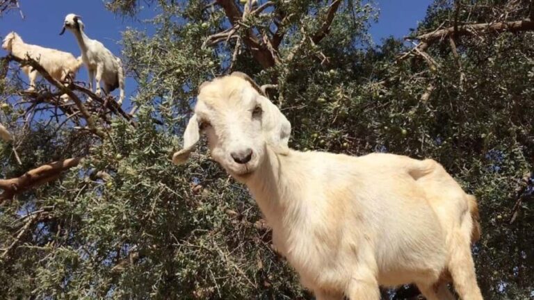 Agadir: ATV Quad Biking and Goats On Argan Trees with Tea - The Experience in Detail: Day-by-Day Breakdown