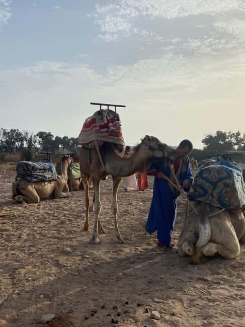 Agadir: Camel Ride at Sunset with Moroccan Dinner + transfer - Why This Tour Matters for Your Trip