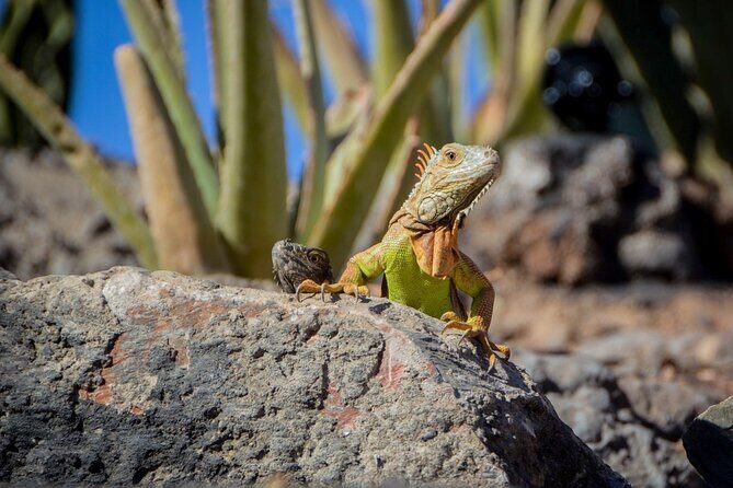 Agadir Crocodile Park Adventure - Authentic Feedback from Visitors