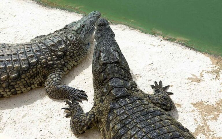 Agadir Crocoparc: Ticket and Transfer - What Makes This Tour Special? Key Highlights