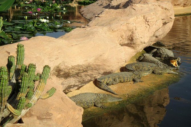 Agadir Crocoparc With Transfer & Admission ticket - Analyzing the Value