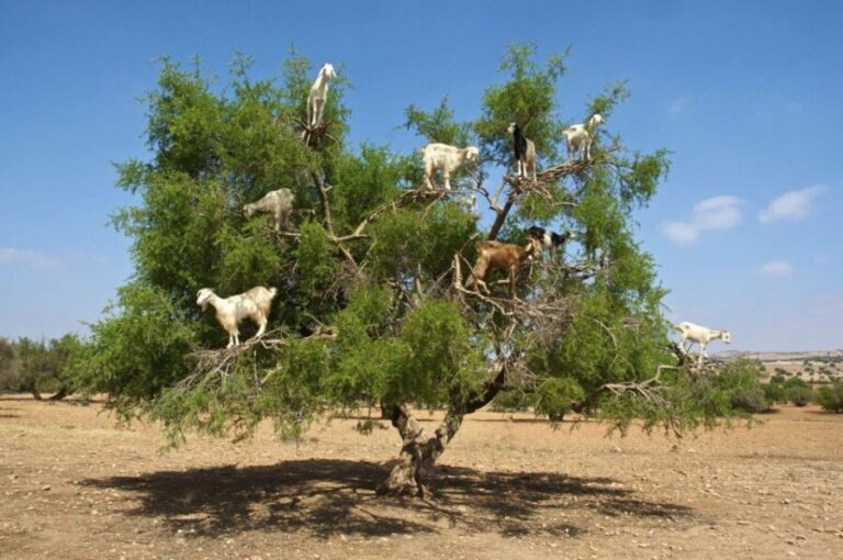 Agadir: Goat on Trees & Crocodile Park including HotelPickup - Authenticity and Balance: What the Tour Offers and Its Limitations