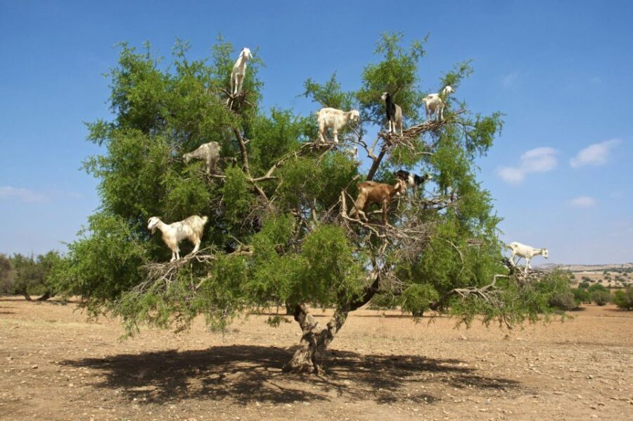 Agadir: Goat on Trees & Crocodile Park including HotelPickup - Authenticity and Balance: What the Tour Offers and Its Limitations
