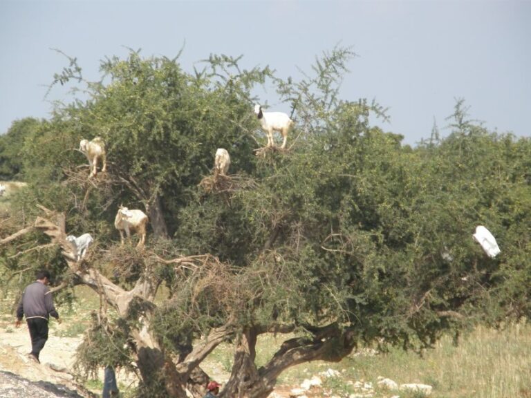 Agadir: Goat on Trees & Crocodile Park including HotelPickup - The Value of This Tour