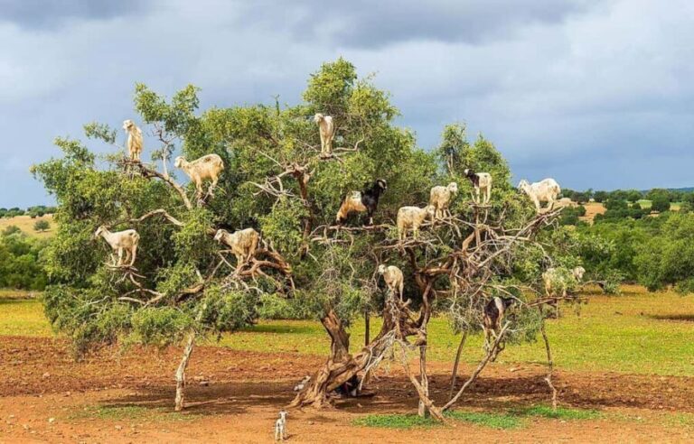 Agadir: High Atlas Mountains, Goats on Trees & Garden Tour - A Practical Introduction to the Tour
