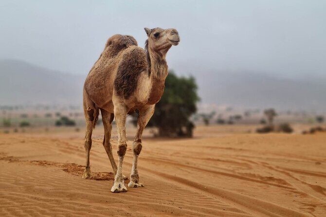 Agadir Jeep Safari & Sahara Adventure  Full-Day Tour with Tajine - A Deep Dive Into the Itinerary