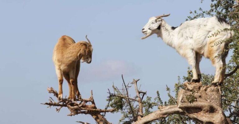 Agadir or Taghazout: Goat on Trees and Crocoparc with Pickup - Who Would Love This Tour?