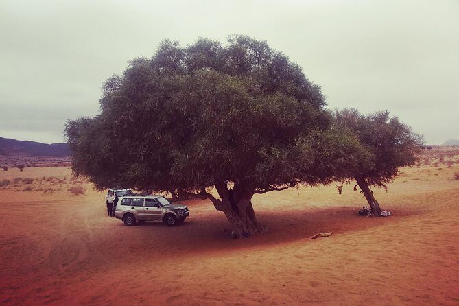 Agadir Trip To Mini Desert / Safari Tour - The Cultural and Culinary Highlights