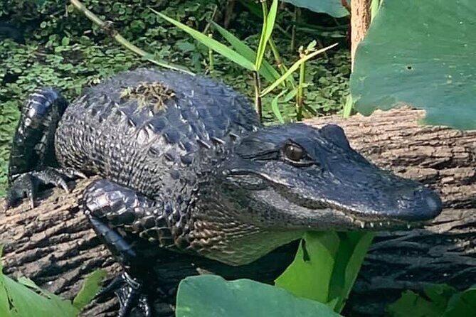 Airboat Adventure in Saint Augustine with a Guide - The Route and What You’ll See
