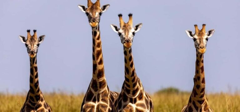Akagera National Park Day Trip with Game Drive - Why Price Reflects Value