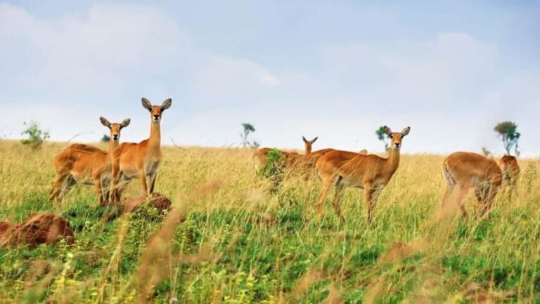 Akagera NP: 1 Day Safari Game Drive - Who Will Love This Tour?