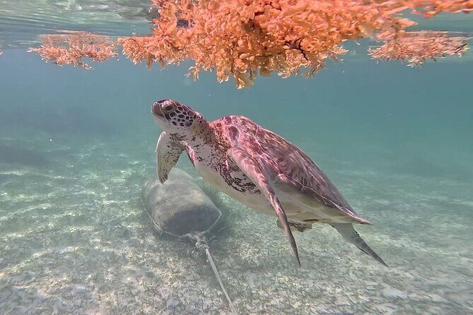 Akumal Adventure with Swimming with Turtles, Cenotes, Mexican Lunch. - Final Thoughts on Value and Experience