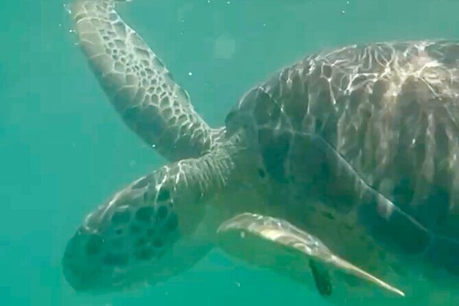 Akumal Bay snorkeling, plus 3 cenotes and great food - Authentic Encounters and Genuine Praise from Travelers