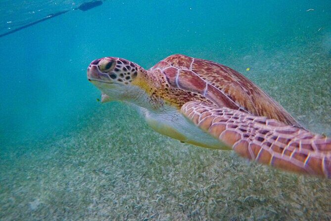 Akumal : Guided Snorkeling with Green Turtles and Corals - Why Choose This Tour?