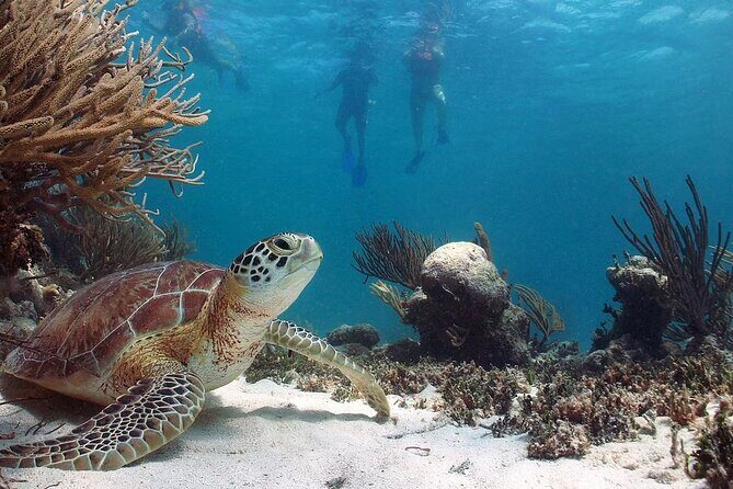 Akumal Reef Snorkel and Turtle Sanctuary From Riviera Maya - Snorkeling Experience & Marine Encounters