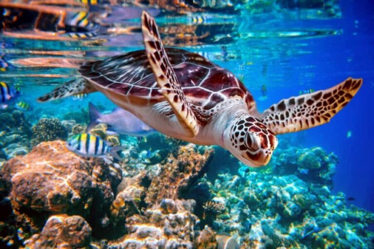 Akumal: Snorkeling with Marine Life and an Expert Tour Guide - The Snorkeling Itinerary: What to Expect