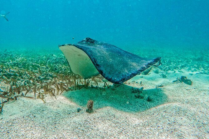 Akumal Snorkeling With Turtles - What Do Travelers Say?