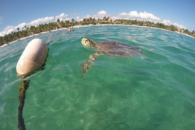 Akumal turtles sanctuary and go pro photos - The Cost and What You Get for Your Money