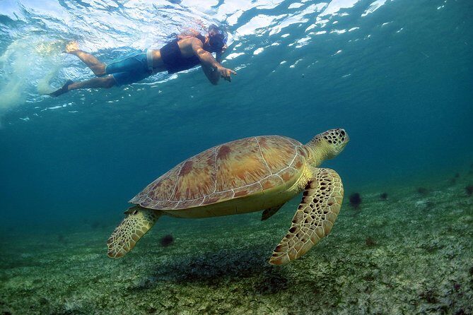 Akumal Turtles, Snorkel Tour from Cancun or Riviera Maya - The Authentic Experience: What’s Truly Valuable