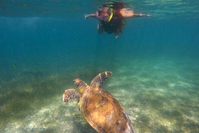 Akumal Turtles Snorkeling and GoPro pictures - The Guide and Group Dynamic