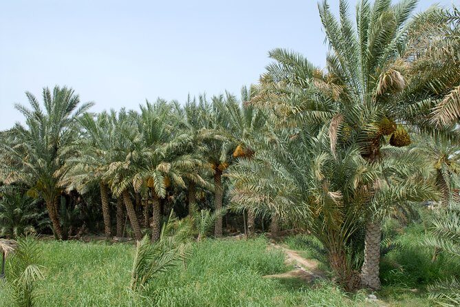 Al Ain City Tour Full-Day with Guide - What to Expect from This Al Ain Tour