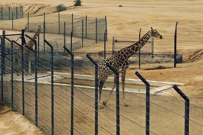 Al Ain Garden City Tour From Dubai - Authentic Experiences You’ll Love