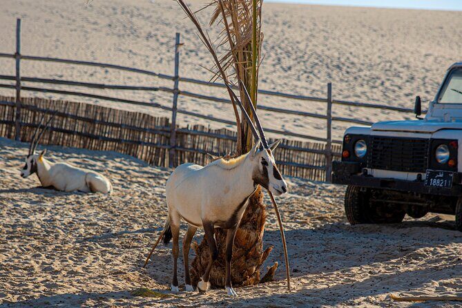 Al Majles Resort Day Pass - Authentic Experiences from the Reviews