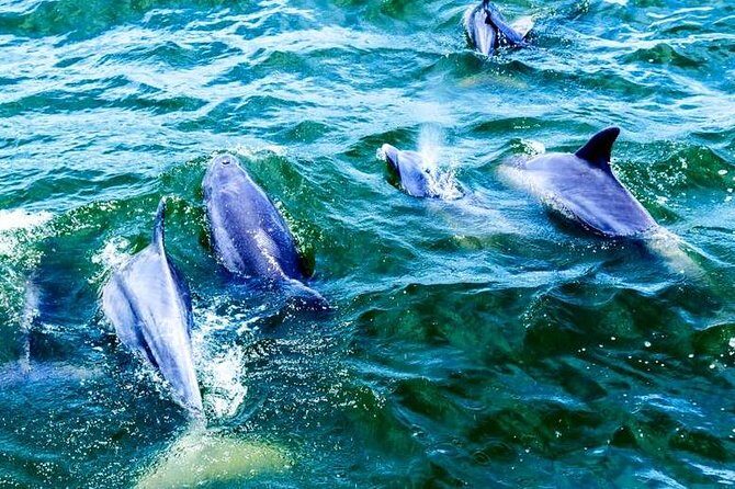 Alabama Gulf Coast Dolphin Cruise - Why This Tour Works Well for You