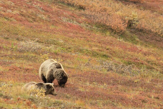 Alaska Fall Colors with Northern Lights 5 Days - The Sum Up: Who Will Benefit Most?