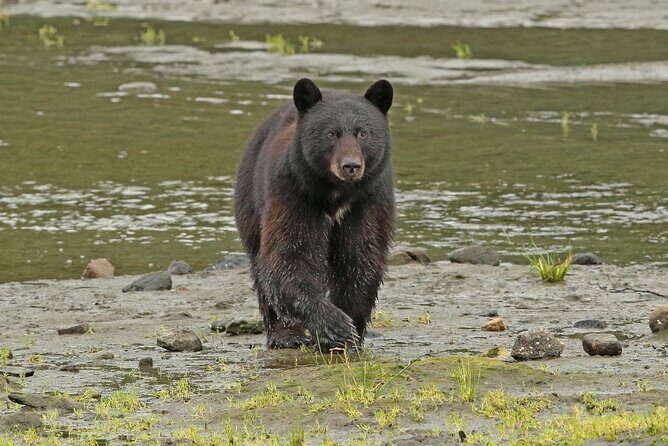 Alaska Native Cultural and Wildlife Adventure - The Experience: What It’s Like
