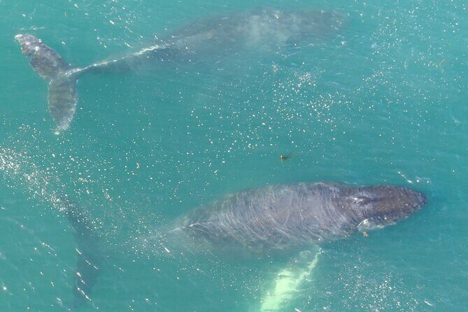 Alaska Whale Watching with bonus Drone viewing of Whales - The Itinerary: What to Expect During Your 3 Hours