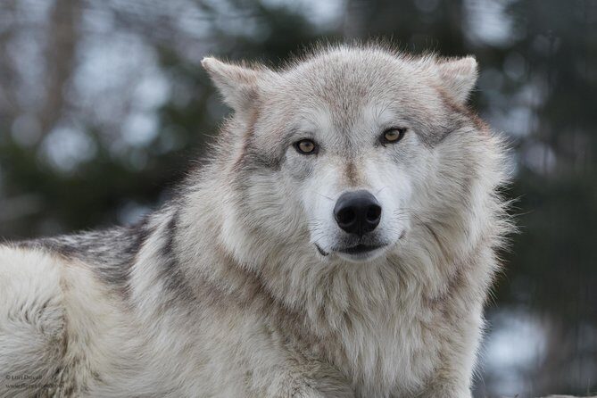 Alaska Wildlife Day Tour with Free Hotel Pickup - What makes this tour appealing?