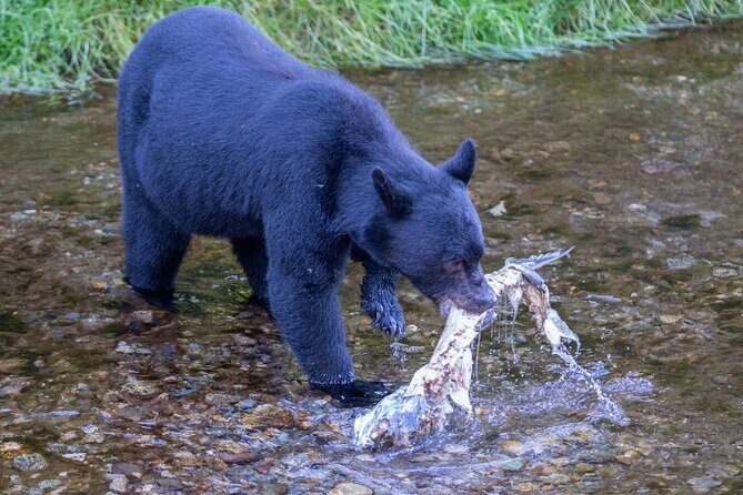 Alaska Wildlife Safari and Sightseeing Tour - Authentic Experiences and Authenticity