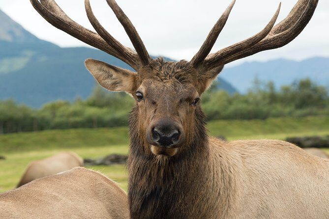 Alaska Wildlife Tour - What Travelers Say