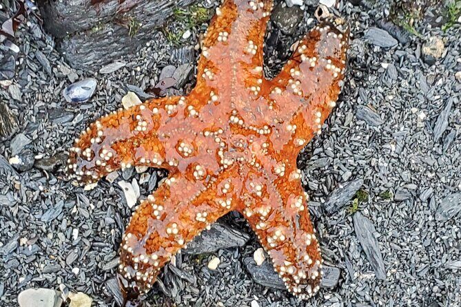 Alaska Wildlife Waterfall Tours - The Itinerary and What to Expect