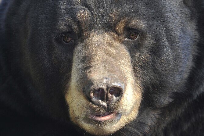 Alaskan Bear Encounter by Land & Sea - The Sum Up