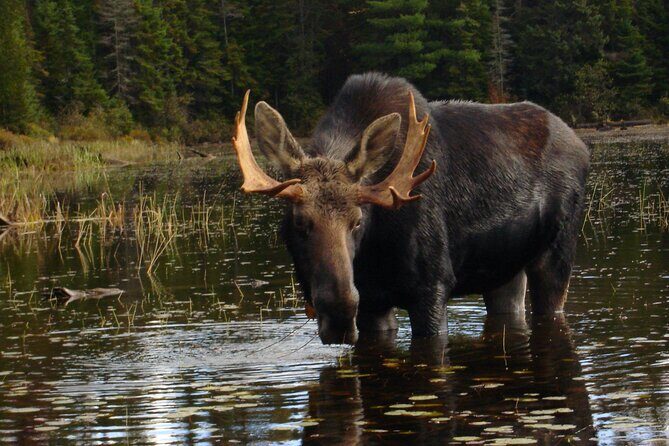 Algonquin Park 4-Day Deluxe Camping & Canoeing Adventure - What Makes This Tour Stand Out