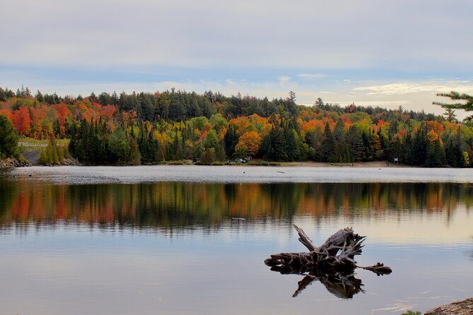 Algonquin Provincial Park Full Day Trip - Authentic Experiences and Traveler Feedback