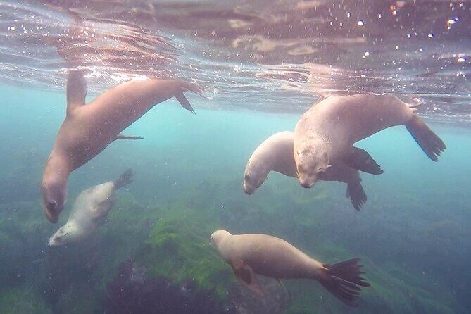 All Day Snorkel Package with Wetsuit Rental - FAQ