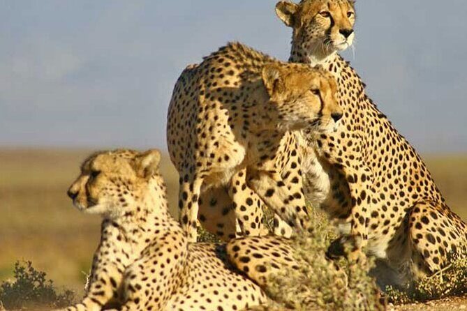 All inclusive Big 5 Aquila Safari Game Drive and Wine Experience - What This Tour Means for You