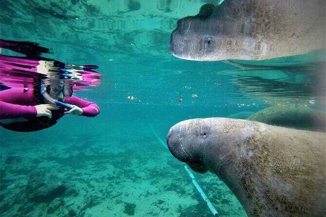 All Inclusive Private Manatee Swim - Who Should Consider This Tour?